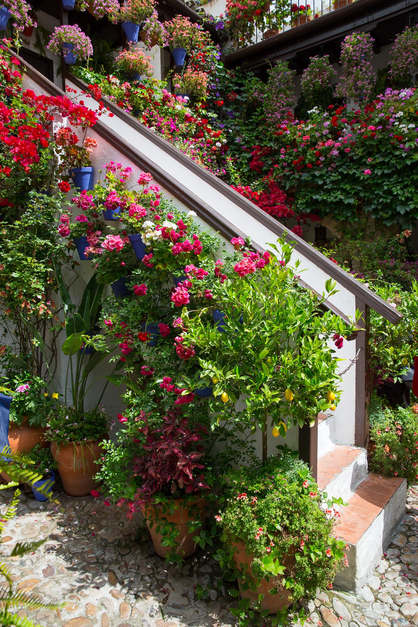 El color y la alegría de los patios de Córdoba