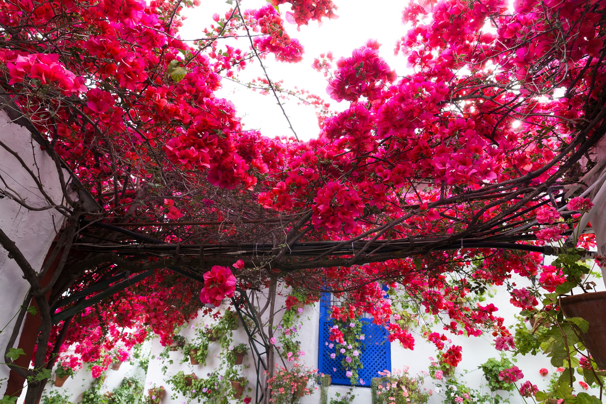 El color y la alegría de los patios de Córdoba