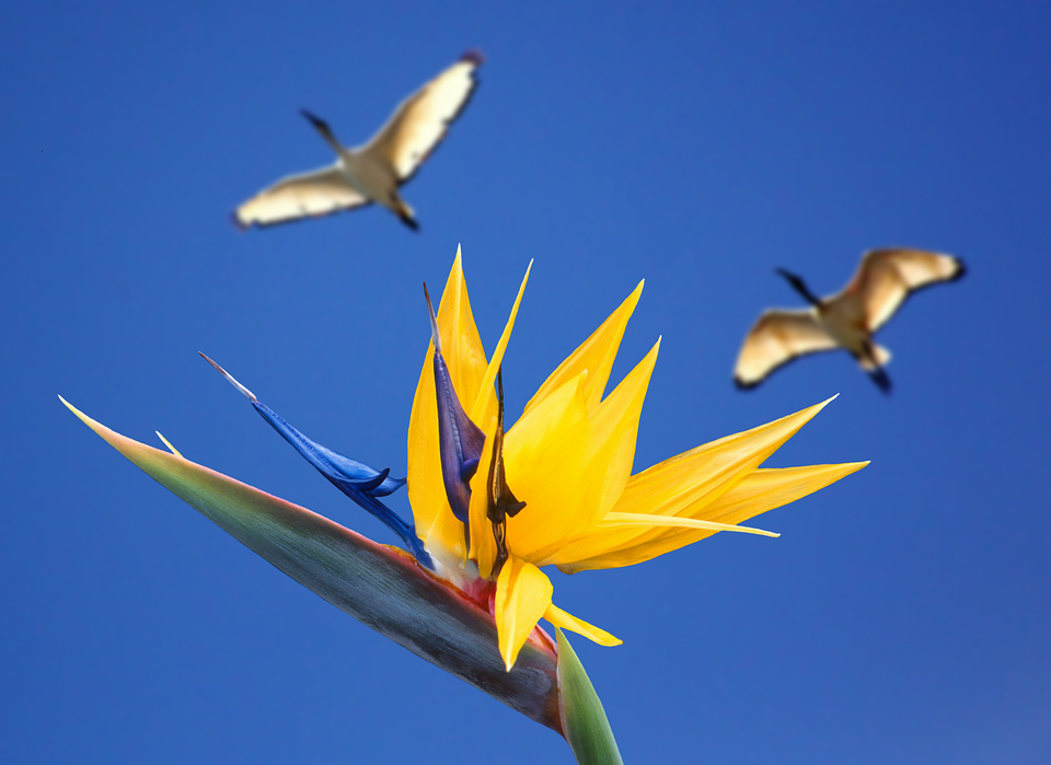 Flores de otro mundo
