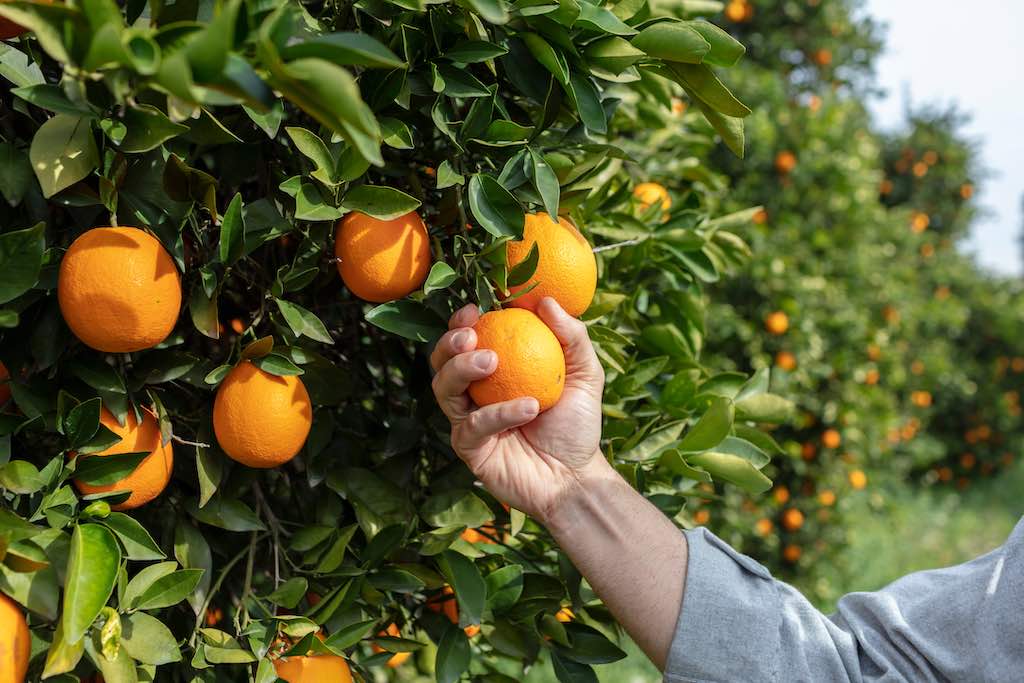 beneficios de las naranjas