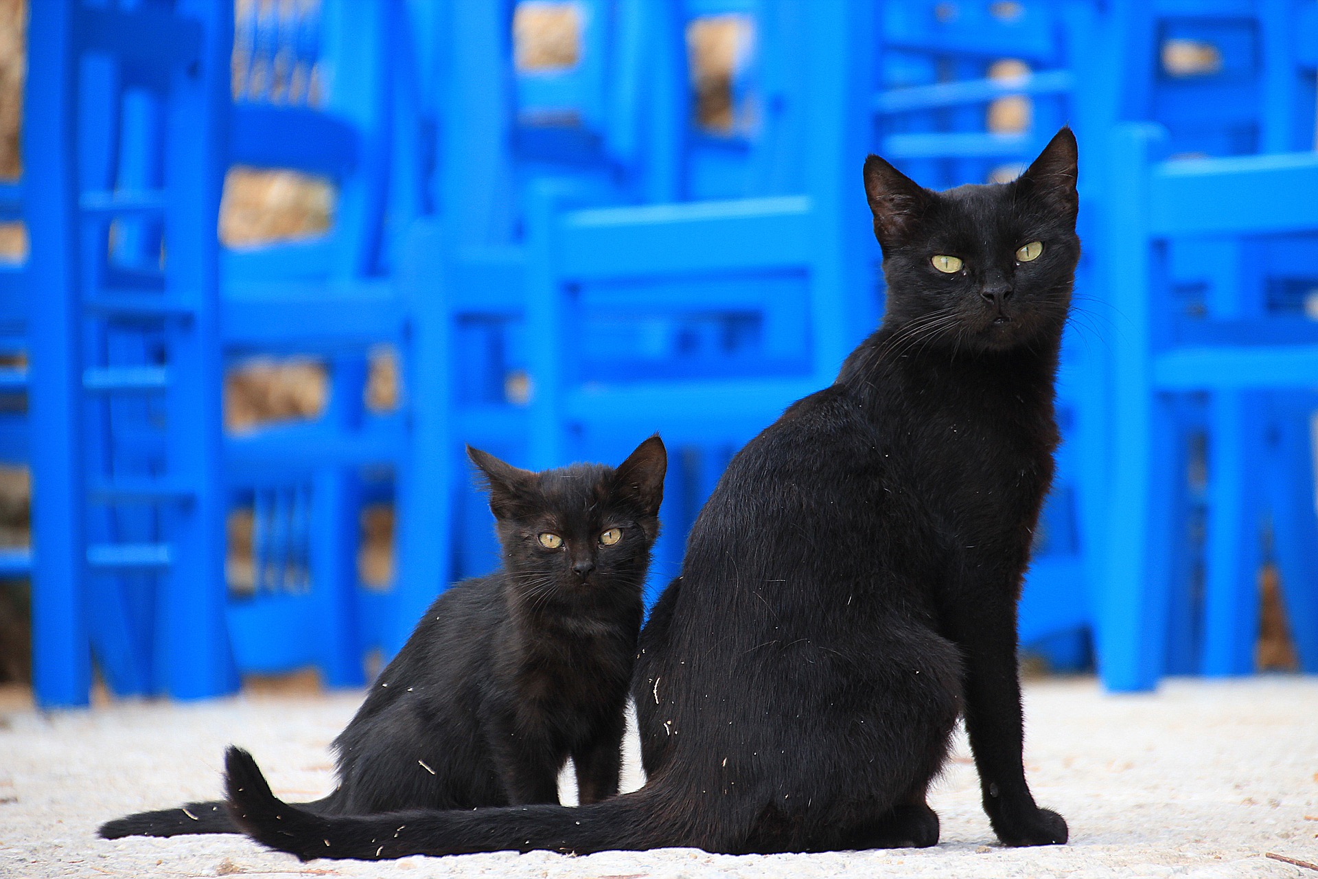 ¿Por qué a los madrileños se les llama gatos? 