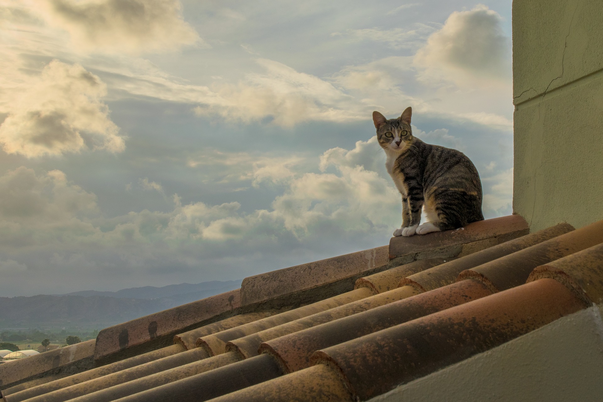 ¿Por qué a los madrileños se les llama gatos? 