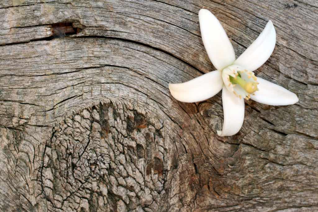 La flor de Azahar y su protagonismo en Al Ándalus