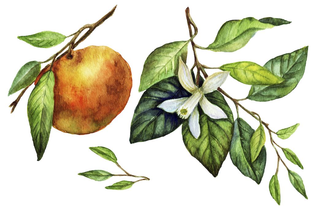 flor naranjo antiguedad