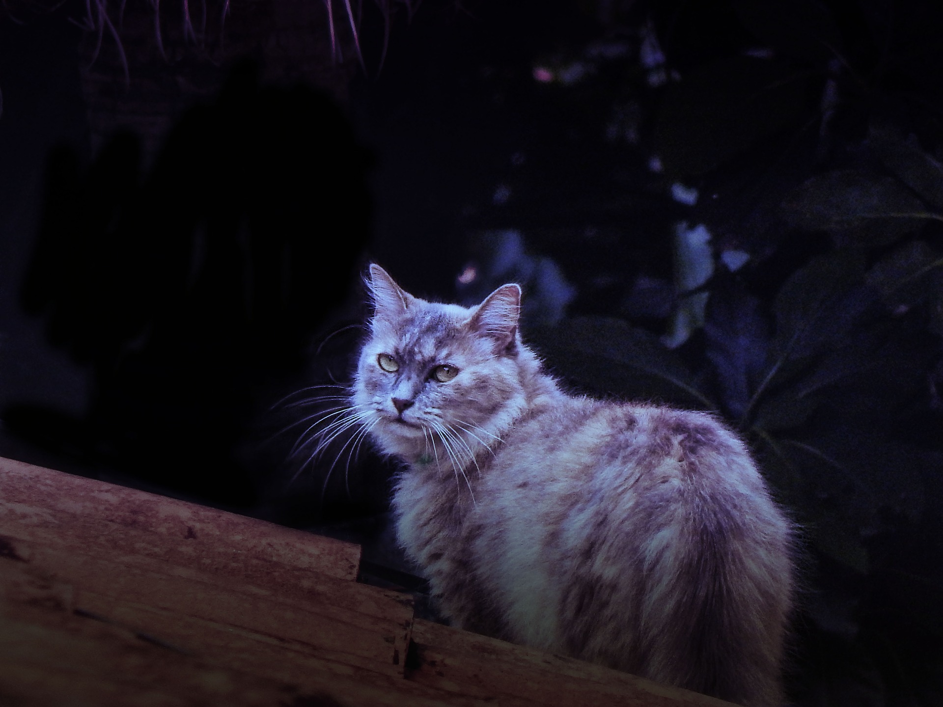 ¿Por qué a los madrileños se les llama gatos? 