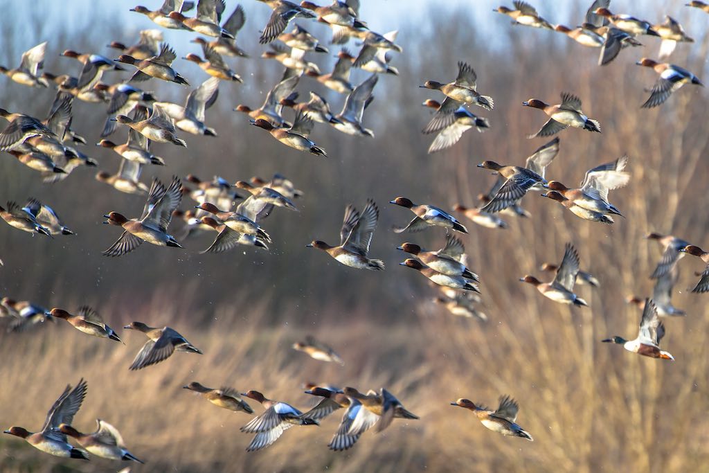 migracion de ave