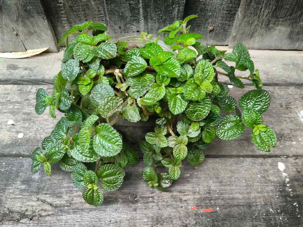 plantar menta en casa