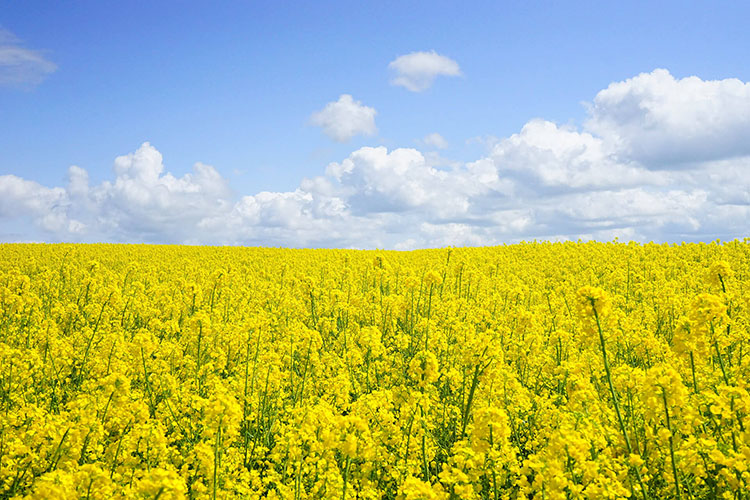 primavera