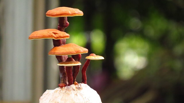 reishi
