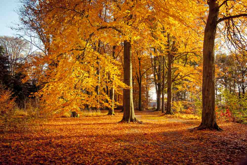 Servicio de otoño: el renacer de una nueva estación
